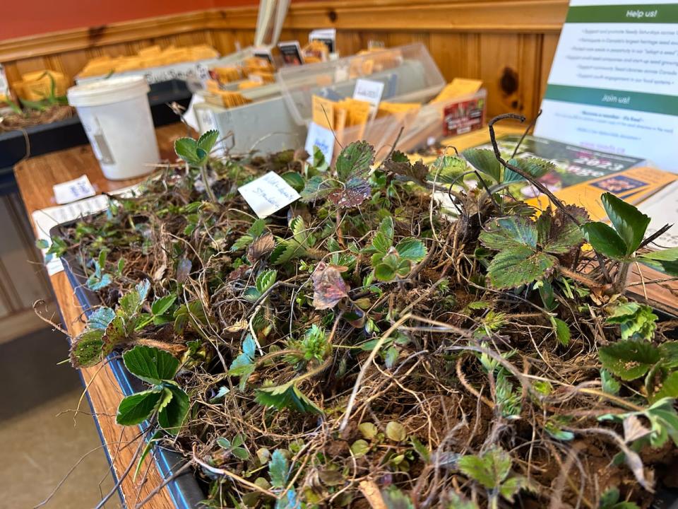 Leaves and roots on a table.