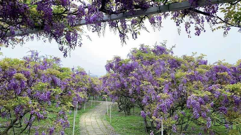 一號屯山園區將於3月23日盛大開園，花期只有短短19天。（圖／翻攝自淡水紫藤花園臉書粉專）