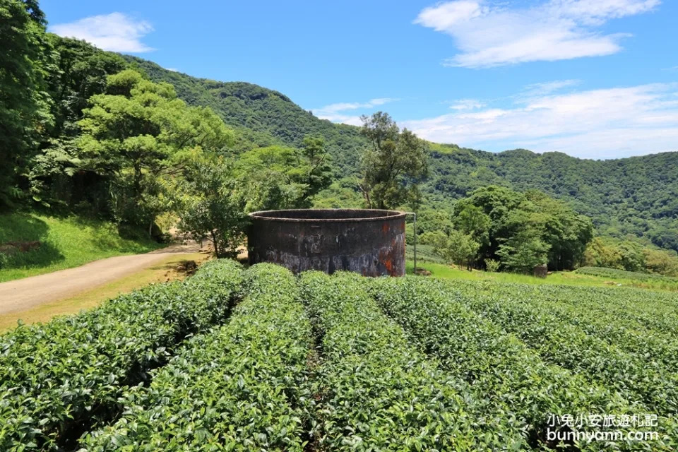 三峽熊空茶園