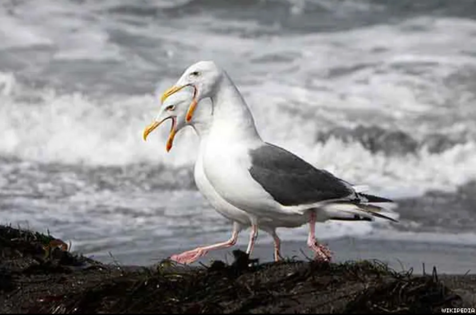 Western Gulls