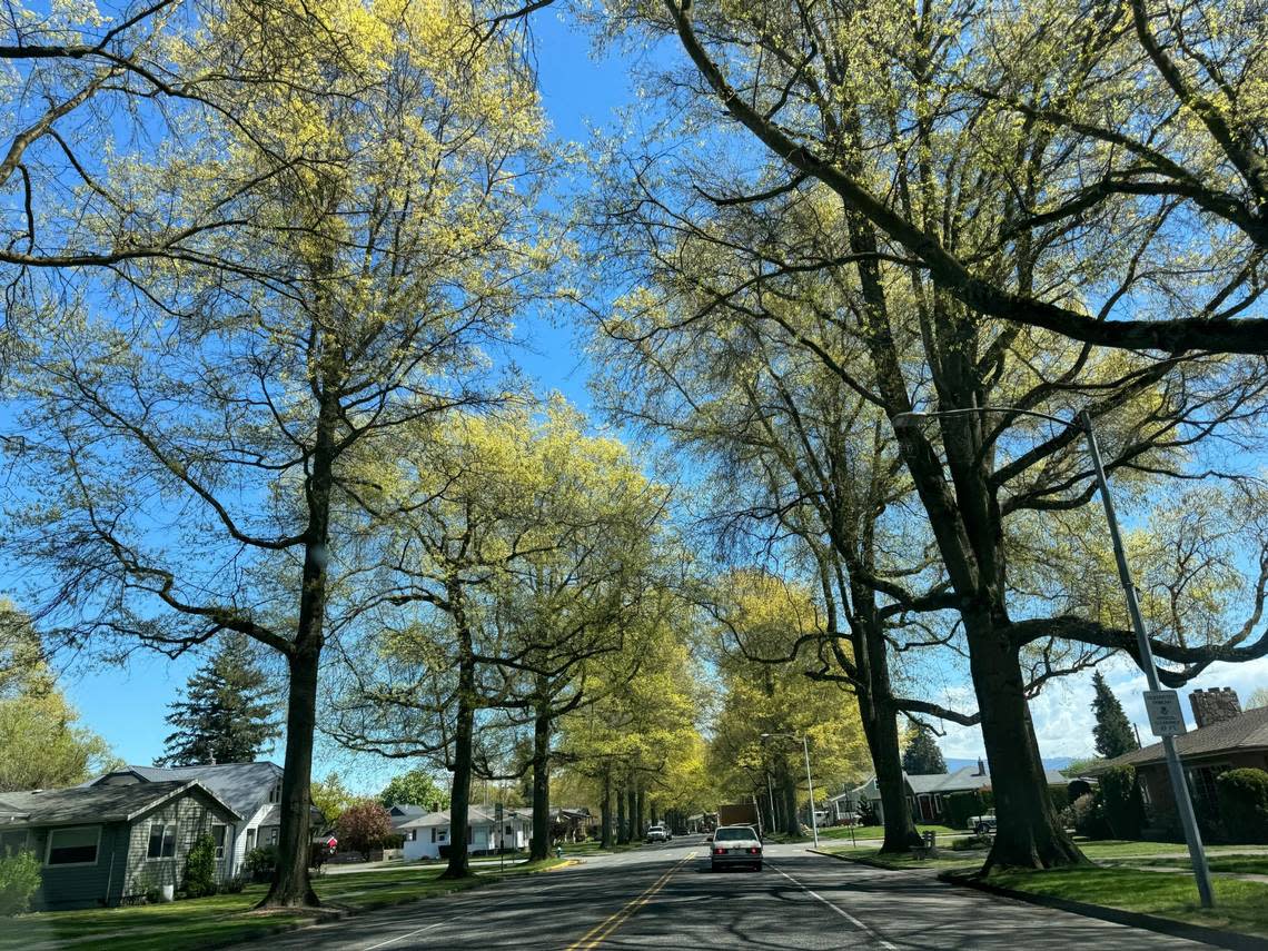 Trees lining Front St. in Lynden, Wash. on Thursday, May 2, 2024. Alyse Smith/The Bellingham Herald