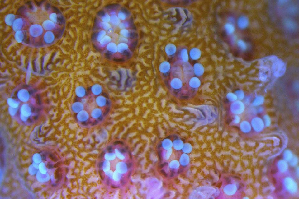 In this Monday, Feb. 11, 2019 photo, a fragment of a coral is viewed with a microscope at the Interuniversity Institute for Marine Sciences, IUI, in the Red Sea city of Eilat, southern Israel. As the outlook for coral reefs across our warming planet grows grimmer than ever, scientists have discovered a rare glimmer of hope: the corals of the northern Red Sea may survive, and even thrive, into the next century. The coral reefs at the northernmost tip of the Red Sea are exhibiting remarkable resistance to the rising water temperatures and acidification facing the region, according recent research conducted by IUI. (AP Photo/Ariel Schalit)