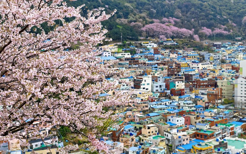3月底造訪釜山，可以欣賞甘川文化村彩繪房屋與櫻花相映的美景。（燦星旅遊提供）