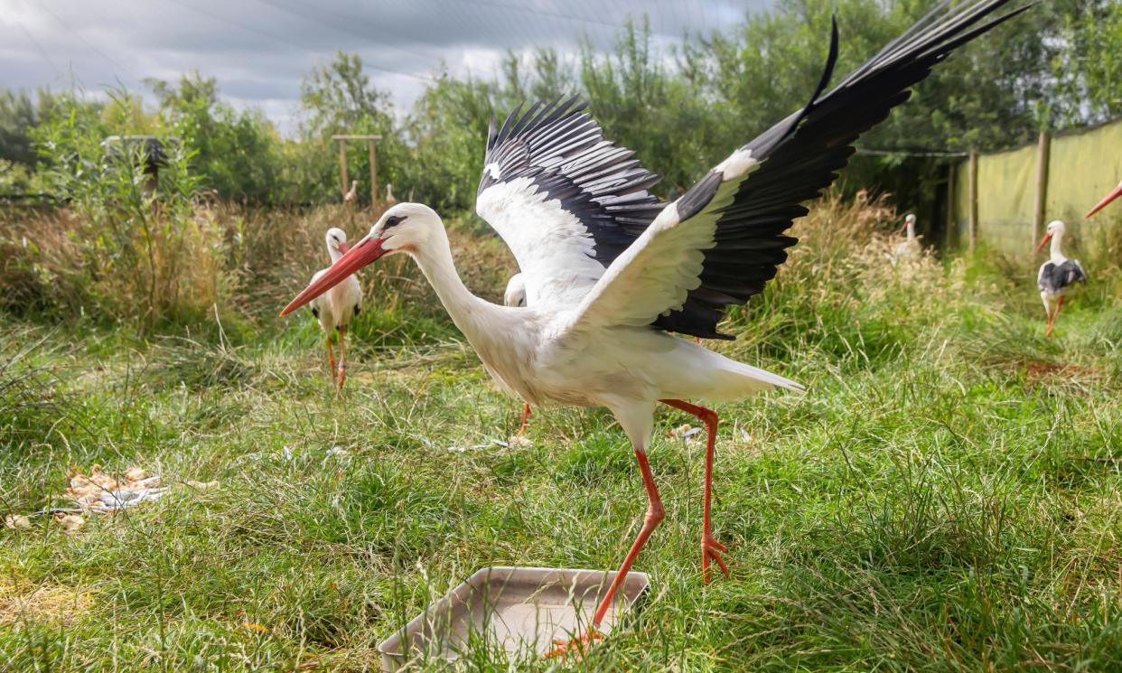 <span>A white stork at a rewilding project in Devon in 2020. Now the birds are heading for the capital.</span><span>Photograph: Jonny Weeks</span>