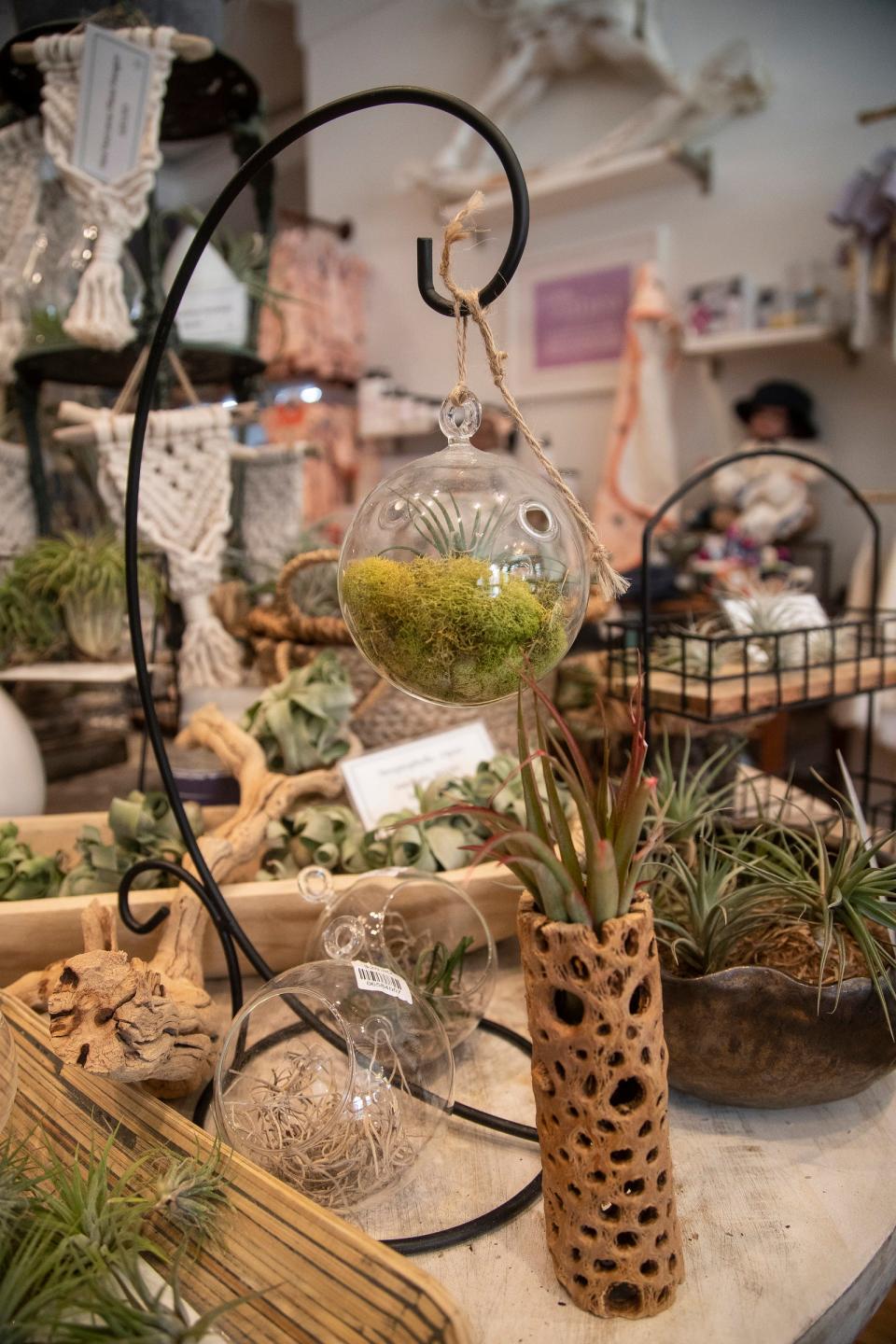 Various air plants for sale at Zahra in downtown Birmingham on Friday, July 14, 2023.