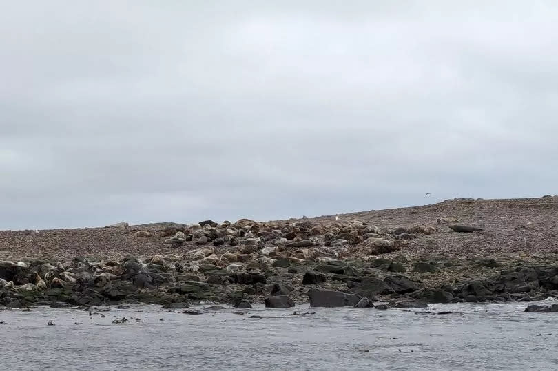 Seals lazing on the Farne Islands