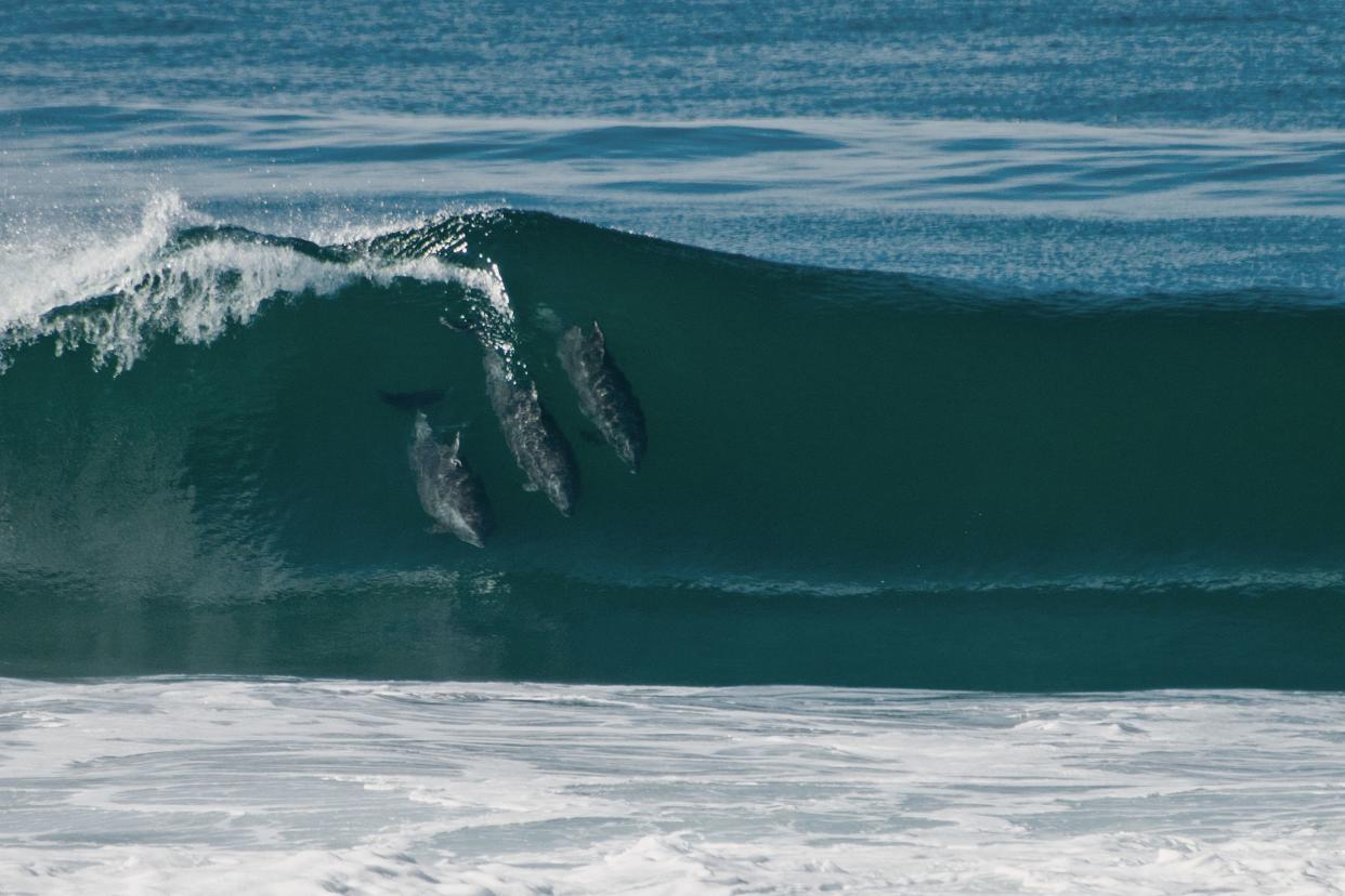 three dolphins in a wave, Mission Beach, California