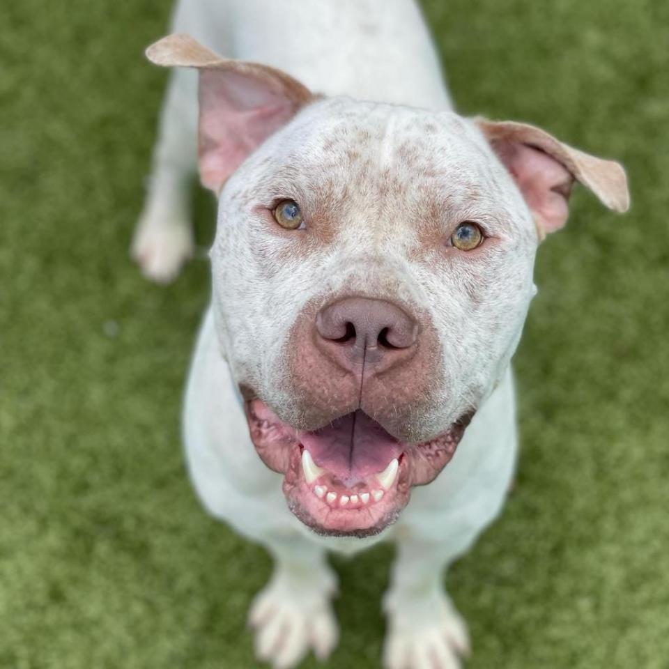 Brucey, a terrier/pit bull mix, is the sweetest boy you could meet. He walks well on leash, has good house manners and enjoys cuddles. Brucey has shown some guarding behaviors so needs a home with teen or older children who can respect his space.