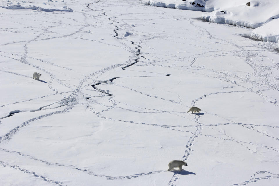 Three adult polar bears walk in Southeast Greenland in April 2015 over sea ice during the limited time when it is available. With limited sea ice, these Southeast Greenland polar bears use freshwater icebergs spawned from the shrinking Greenland ice sheet as makeshift hunting grounds, according to a study in journal Science released Thursday, June 16. (Kristin Laidre via AP)