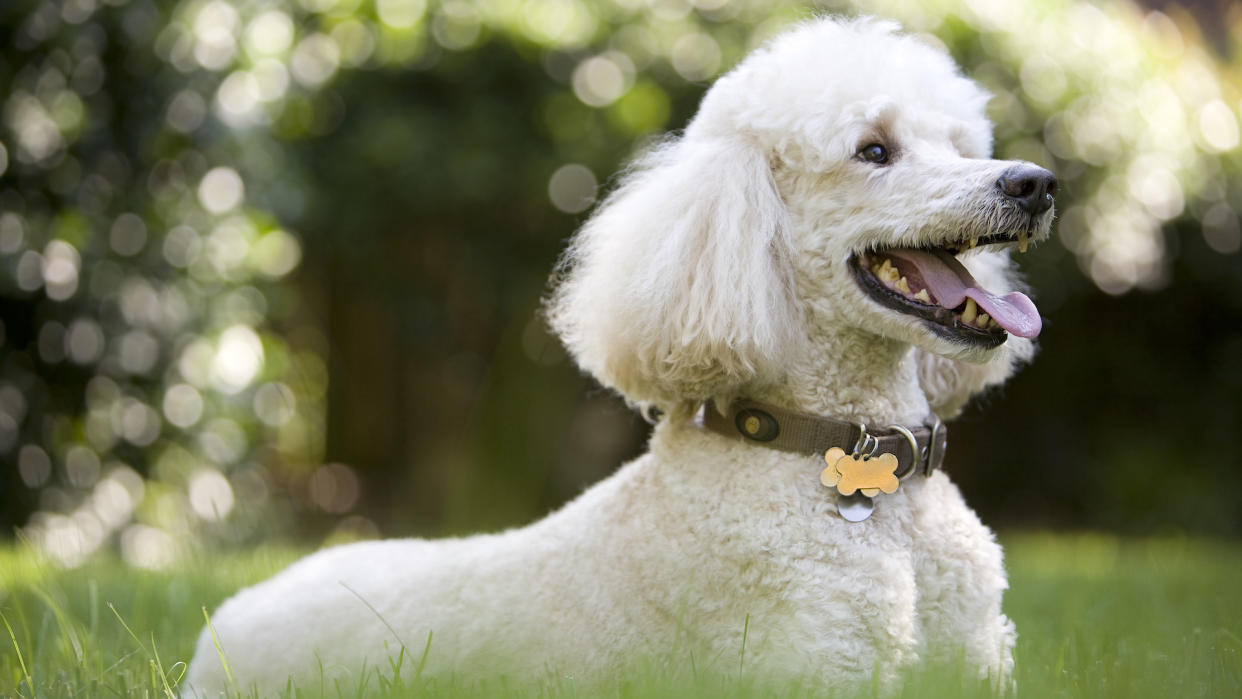  White poodle. 