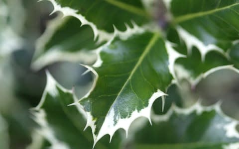 Winter container plants ilex aquifolium  - Credit: Martin Pope