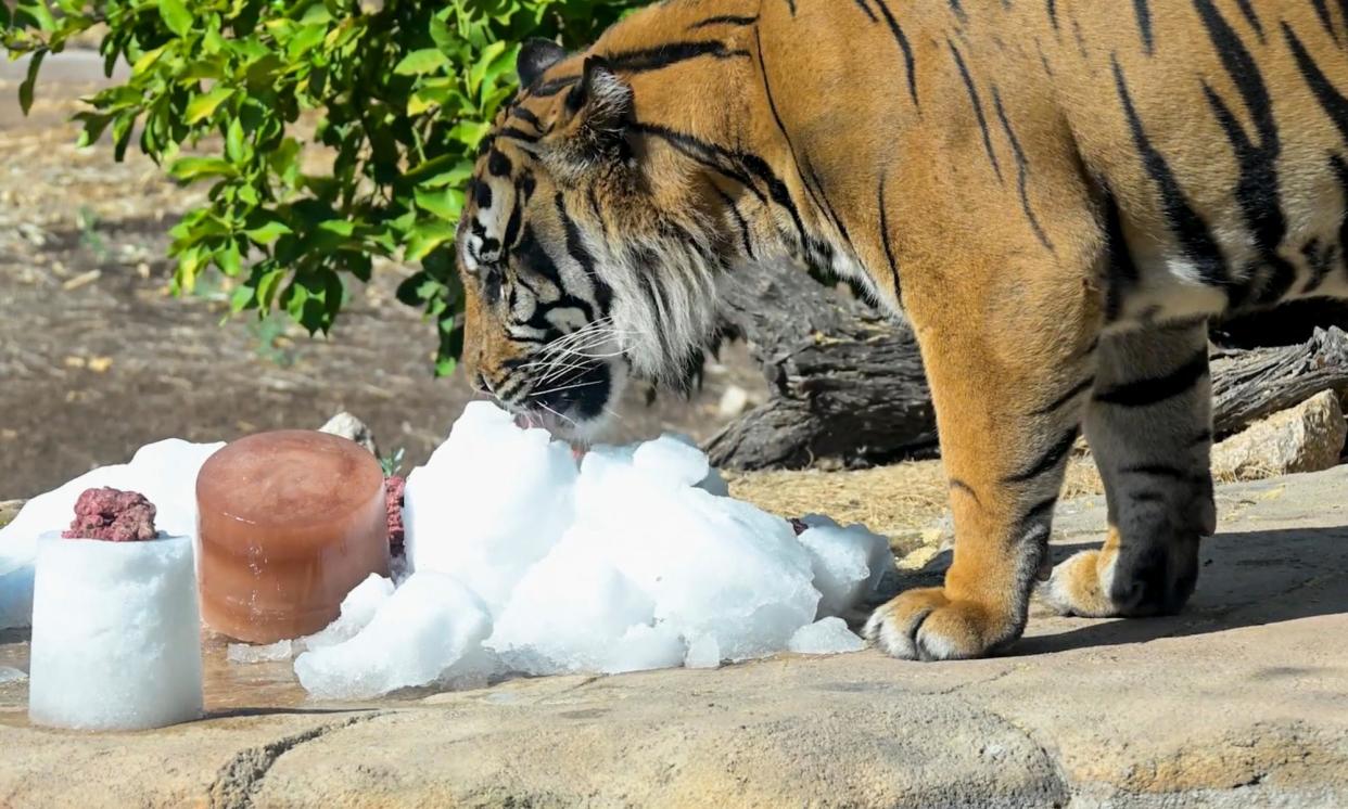 <span>A tiger cools off with snow at the Phoenix zoo in Arizona on Tuesday.</span><span>Photograph: Phoenix zoo</span>