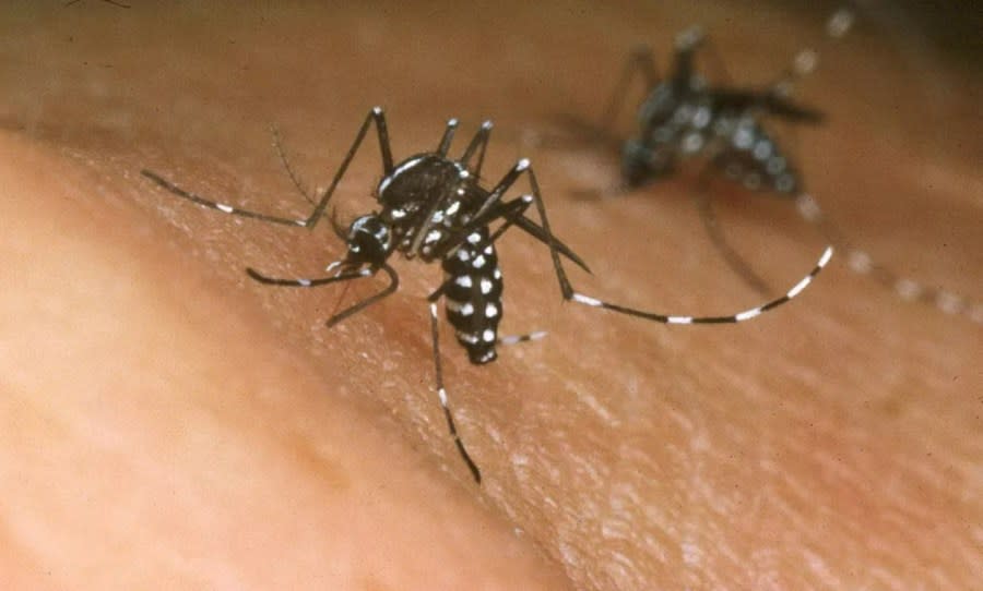 A close-up photo of a tiger mosquito feeding on a person's skin.