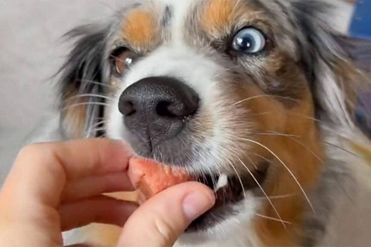 hiding pill from dog in a hot dog