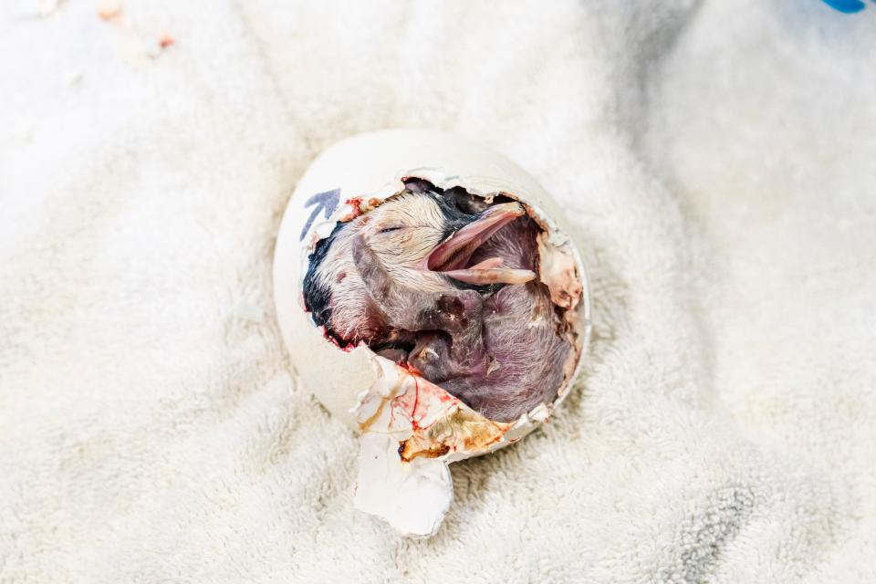 Penguin chicks normally break through the shell on their own, says Justin Brackett, Curator of Birds at SeaWorld San Diego. However, while this chick broke through the initial membrane, it was never able to get through the shell and needed help.