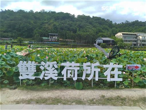 戀戀雙溪荷所在（圖／新北市農業局提供）