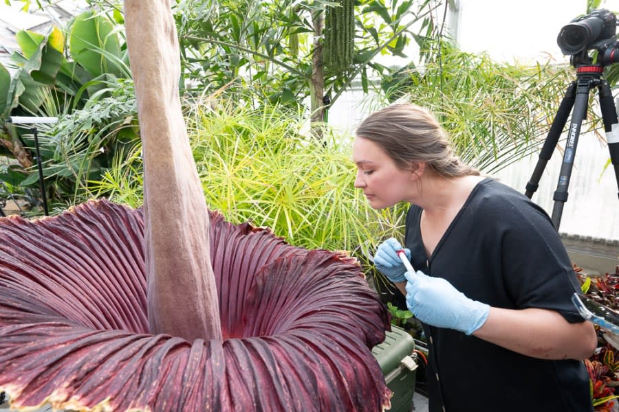 Colorado State University’s Corpse Flower named Cosmo bloomed for the first time early on May 26, emitting an odor that has been described with words like putrid and pungent and compared to that of decaying flesh. (John Eisele, Colorado State University photography)