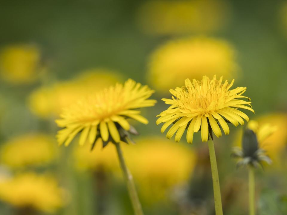 5) Dandelions