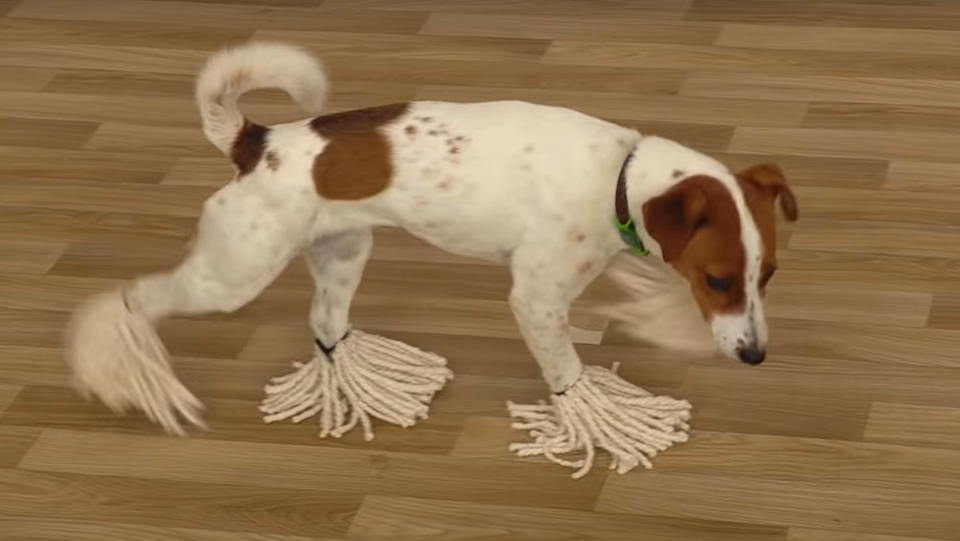 A dog with mops on its feet cleaning a floor