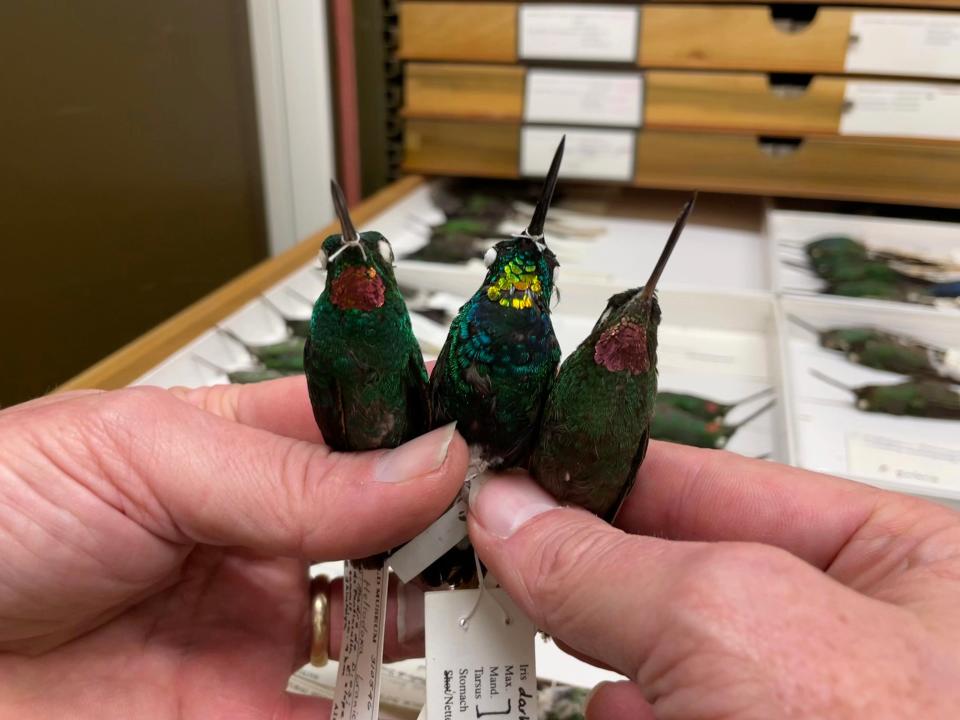 The gold-throated hybrid, center, with its parent species H. branickii (left) and H. gularis (right).