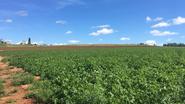 Why P.E.I. potato farmers are planting more mustard than ever