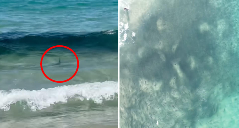 A photo of one hammerhead swimming close to the shore at Palm Beach in Queensland. An aerial shot of the sharks.