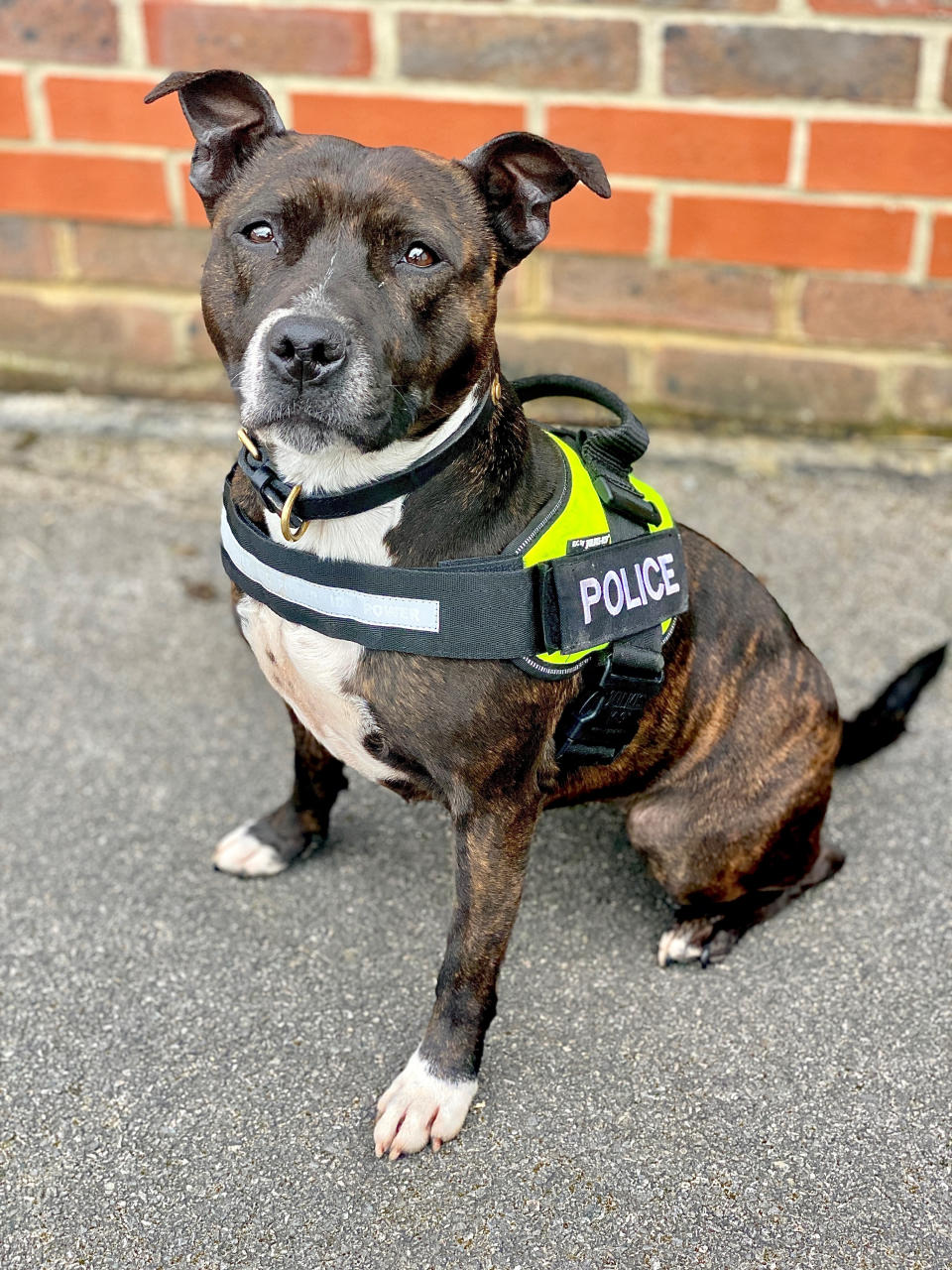 Undated handout photo issued by Thames Valley Police of five-year-old Roxy, an unwanted Staffie which was rescued by RSPCA officers after being abandoned in 2017 and which has now become the only Staffie working as an explosives search dog in the UK helping to protect the royal family and the only type of her breed working in the Hampshire and Thames Valley police dog unit. Issue date: Tuesday June 1, 2021.