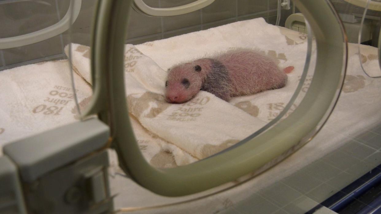 Dank eines Rundum-Sorglos-Pakets entwickeln sich die Panda-Zwillinge im Berliner Zoo weiter gut (Bild: -/Zoo Berlin/dpa)