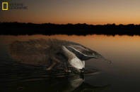 This photo of a giant anteater was taken in the Fazeda Barranco Alto in Pantanal, Brazil. I saw the animal on the shore of one of the many lakes that dot the habitat there. It was already dark. I ran and managed to take a single photo with flash. (Photo and caption Courtesy Gerardo Ceballos / National Geographic Your Shot) <br> <br> <a href="http://ngm.nationalgeographic.com/your-shot/weekly-wrapper" rel="nofollow noopener" target="_blank" data-ylk="slk:Click here;elm:context_link;itc:0;sec:content-canvas" class="link ">Click here</a> for more photos from National Geographic Your Shot.