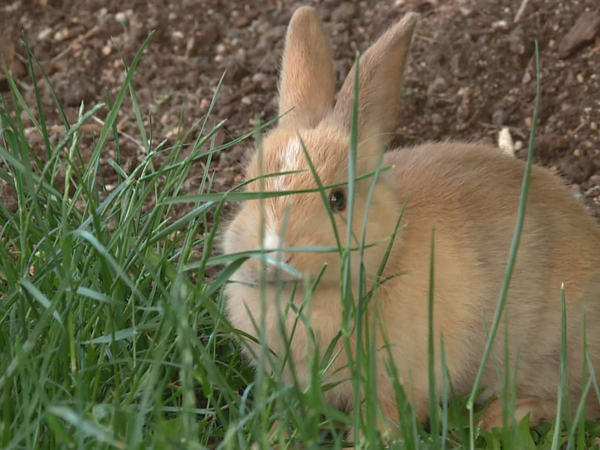 A feral rabbit munches on some grass. The province continues to monitor for a deadly disease that has wiped out feral rabbit colonies in Edmonton and Calgary. (Jon Hernandez/CBC - image credit)