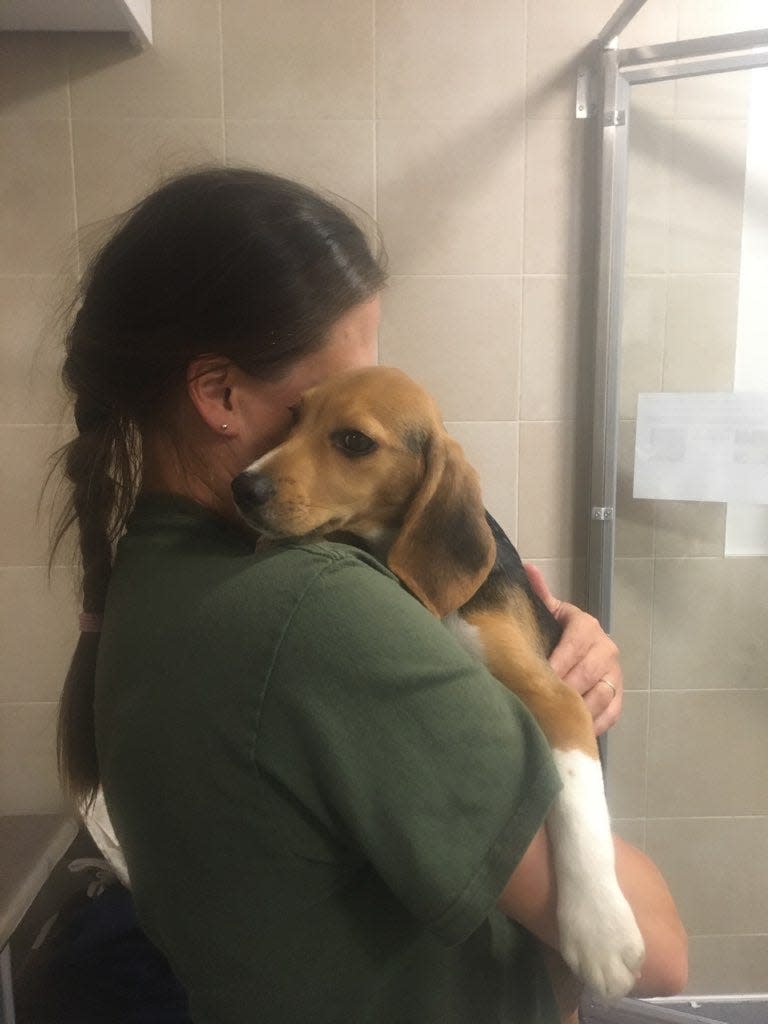 New Hampshire SPCA has received seven beagles at its location at 104 Portsmouth Ave. Stratham, N.H. as part of the first group of beagles to be removed from a mass-breeding facility riddled with animal welfare concerns.