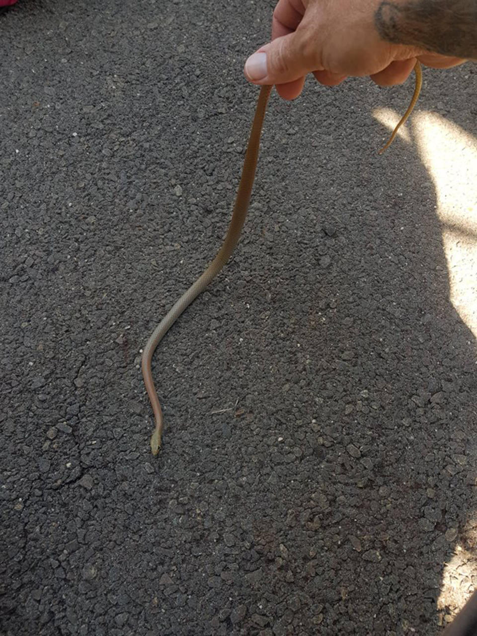 Yellow face whip snake