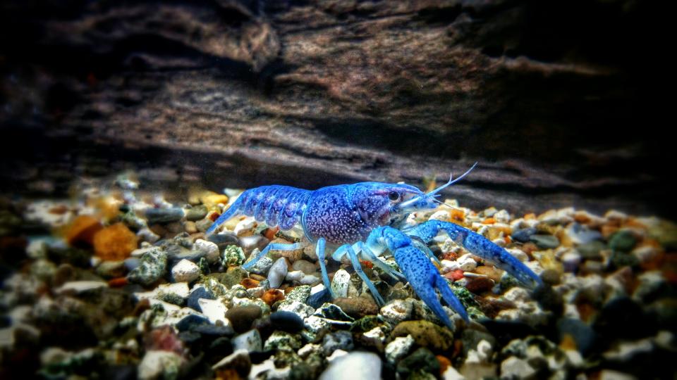 Die blauen Hummer sind auch in freier Wildbahn wie hier ein seltener Anblick. (Symbolfoto: Getty)