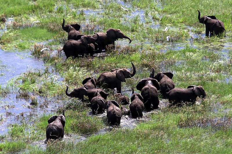 FILE PHOTO: Mozambican elephants feed amongst the floodwaters of the central districts of Chipanga February 25, ..