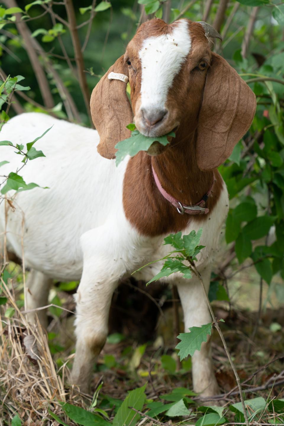 A goat with the Barnyard Weed Warriors finds an oak tree leaf to chomp on Monday morning.