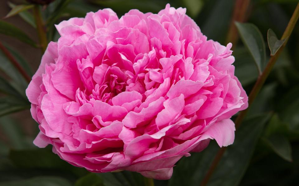 Paeonia lactiflora Emma Klehm