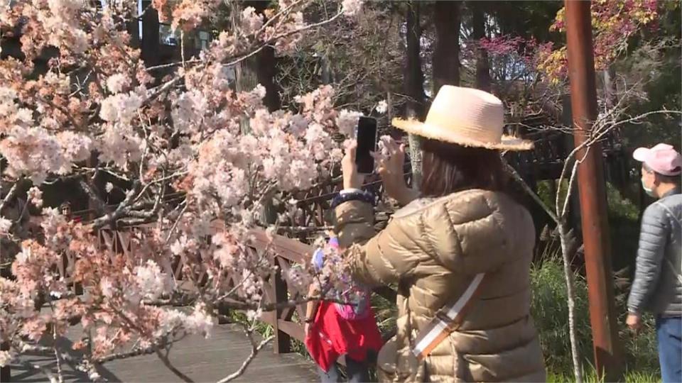 賞櫻了！阿里山櫻花季開跑　櫻王含苞待放三月底盛開