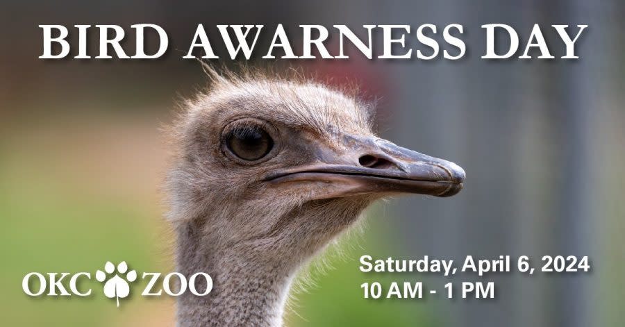 Bird Awareness Day flyer. 