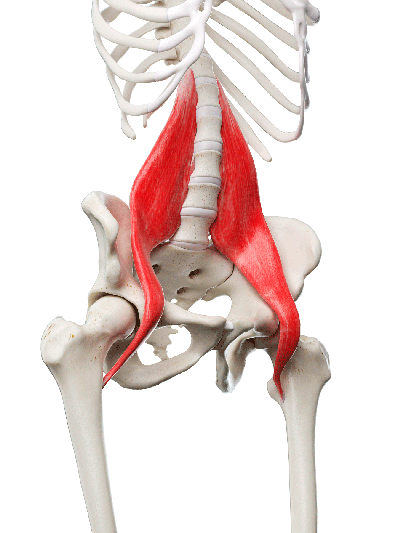 Anatomical illustration of the psoas major muscle