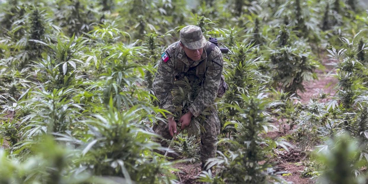 Mexican soldier marijuana plantation Cosala Sinaloa