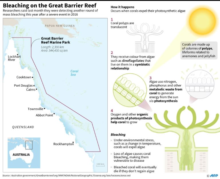 Australia's Great Barrier Reef is suffering a fourth round of coral bleaching this year, after being hit in 1998, 2002 and 2016