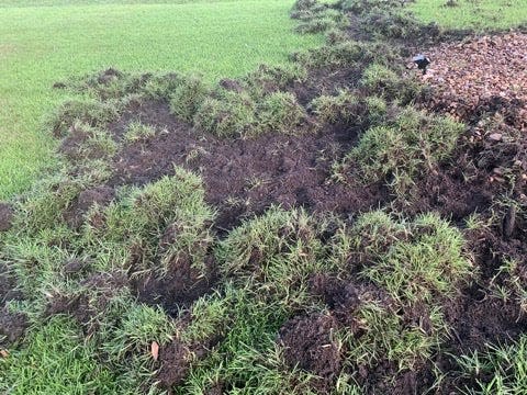 Up close, the feral hogs dig inches deep into the dirt of Paula Maplesden's lawn. She's one of many Georgetown neighbor's trying to patch their yards back together.