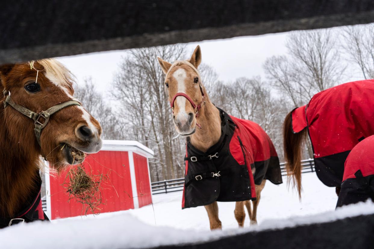 Jackets are put on the rescue horses as they stay outside to help against the frigid weather but come off when they return to the heated barn at Abraham Ranch in Clarkston on Thursday, January 18, 2024.