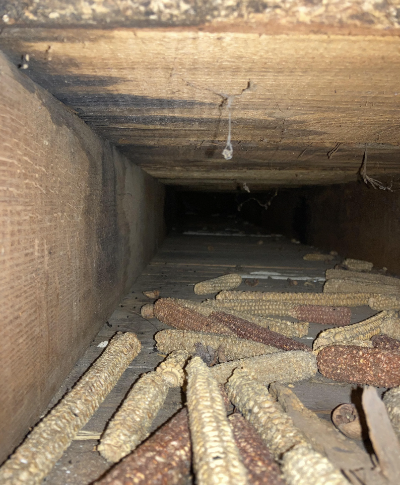 Inside view of a wooden structure with multiple corn cobs on the ground