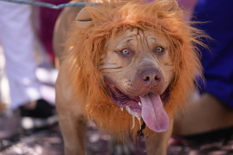 A dog wears a lion mane headpiece during the "Blocao" dog Carnival parade in Rio de Janeiro, Brazil, Saturday, Feb. 10, 2024. (AP Photo/Silvia Izquierdo)