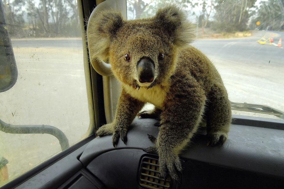 A koala named Tinny Arse sits in the water tanker of Damian Campbell-Davys, the man who rescued her from a bushfire zone, on Jan. 5. 