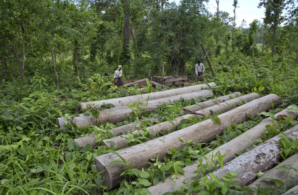 FILE - Environmental activists who combat illegal logging, clear overgrowth covering recently raided illegally logged trees in what use to be a jungle in Chaung Gwet, in northern Sagaing division, Myanmar, June 25, 2016. American companies are still importing teak from Myanmar despite sanctions imposed after the military seized power last year, a report based on trade data said Tuesday, Jan. 11, 2022. (AP Photo/ Gemunu Amarasinghe, File)