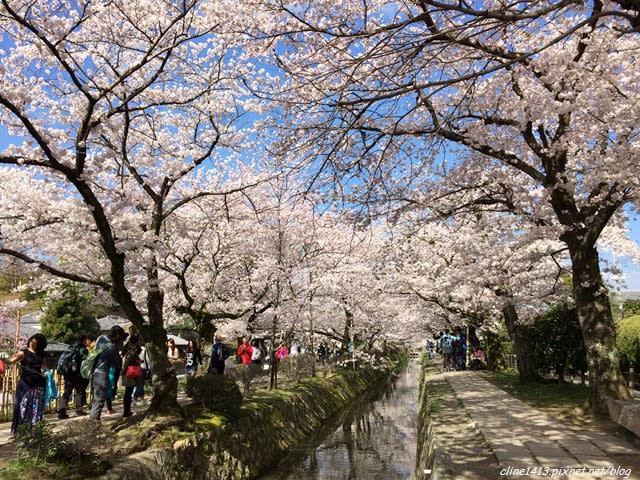 ▌京都。賞櫻▌必訪!浪漫指數破表♥哲學之道♥小橋流水。雪櫻滿開的河道美景