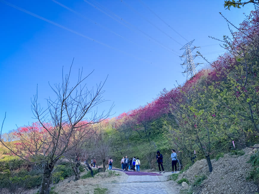 三峽大熊櫻花林