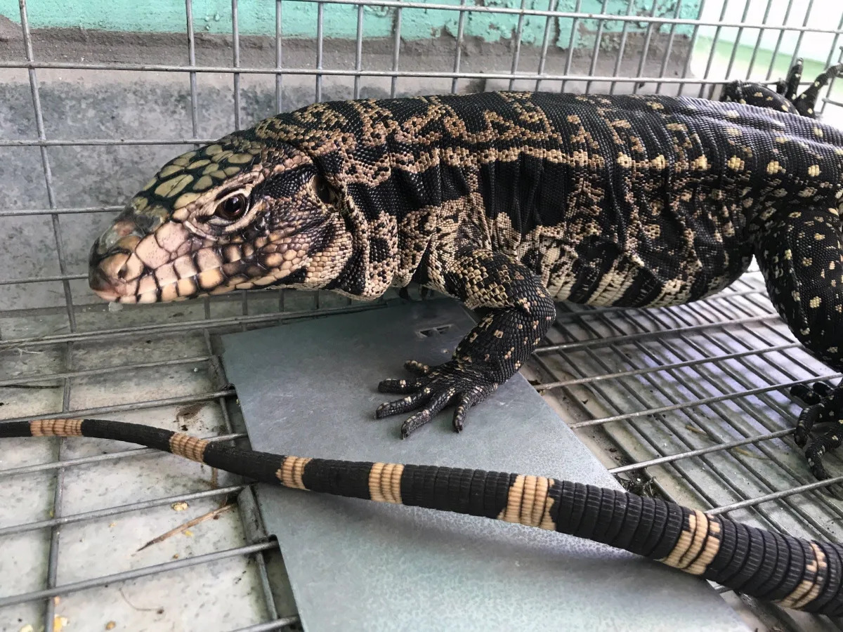 Florida man traps over 100 invasive tegu lizards; FWC needs your help catching m..